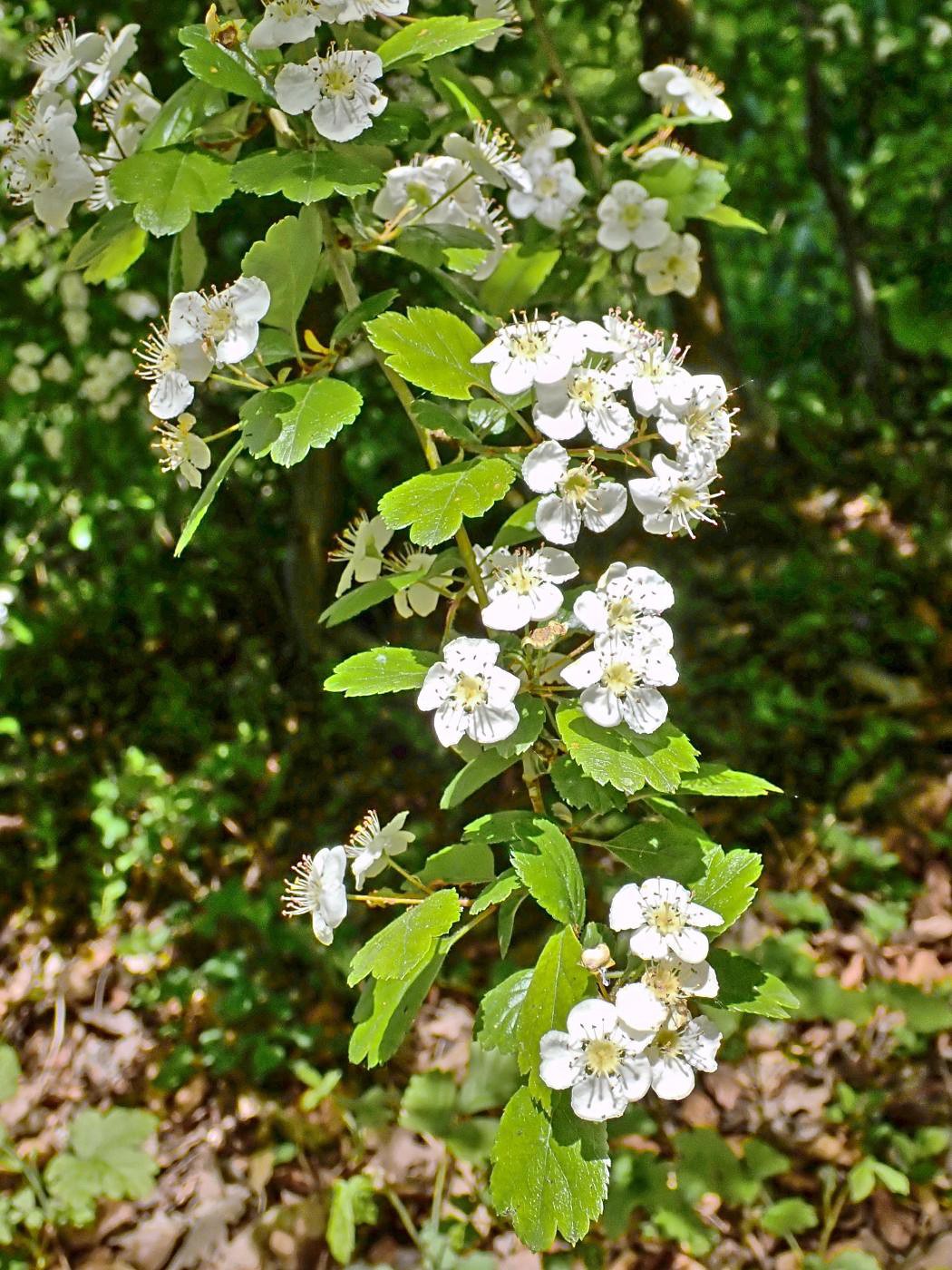 Blütentraube