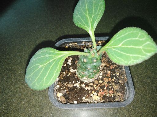 monadenium ritchiei