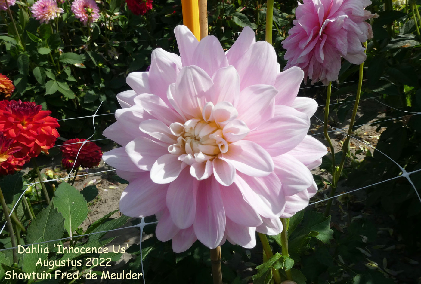 Photo Dahlia Innocence Us Dahlia Hybrid Cultivars Album Nora