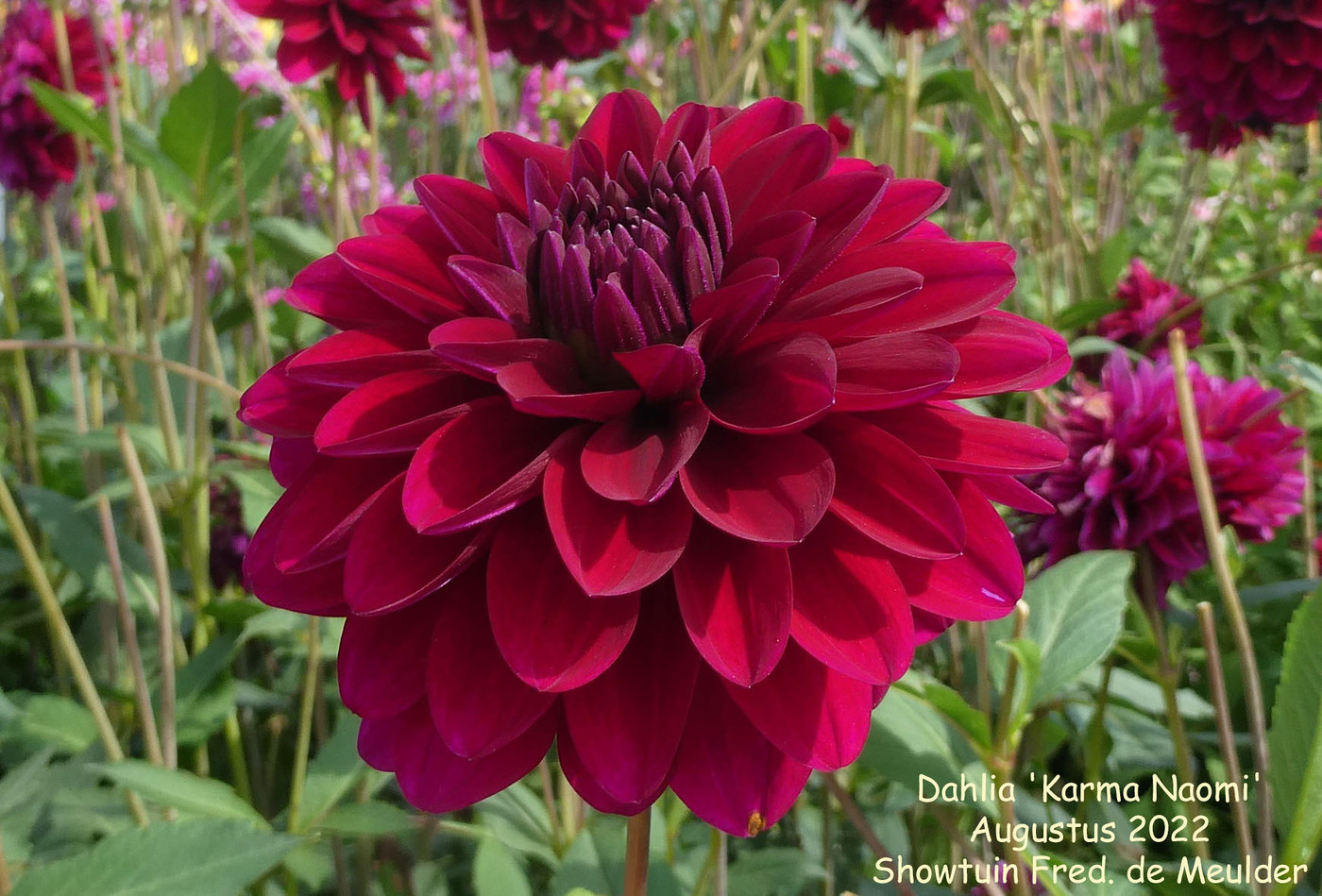 Photo: Dahlia 'Karma Naomi' | Dahlia (hybrid cultivars) album | Nora ...