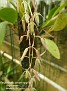 Pleurothallis loranthophylla