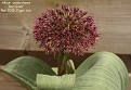 Allium karataviense 'Red Giant'