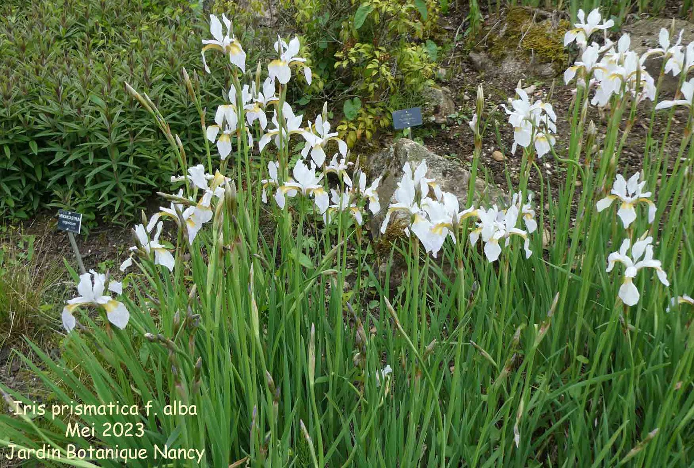 Iris prismatica f. alba