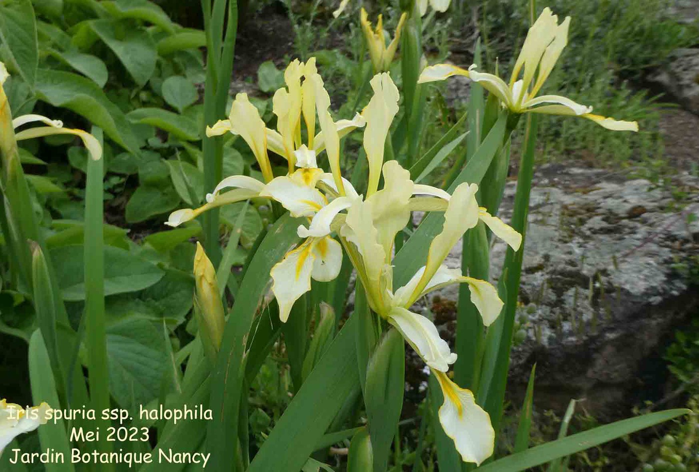 Iris spuria ssp. halophila