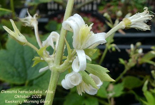 Clematis heracleifolia 'Alba'