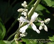 Clematis heracleifolia 'Sander'
