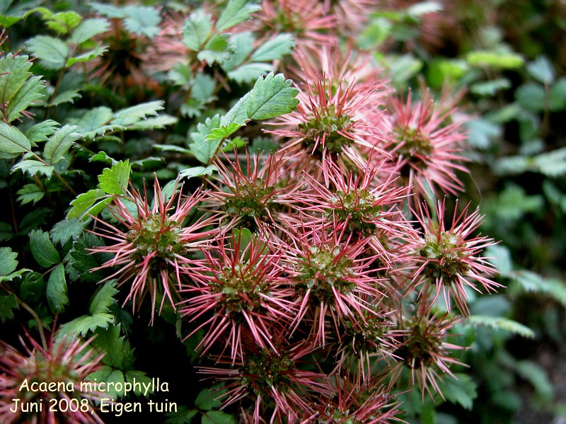 Photo: Acaena microphylla | Acaena album | Nora Goosen