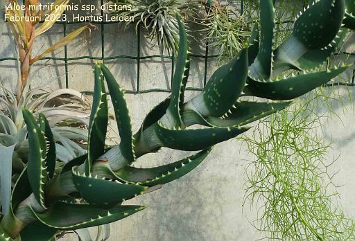 Aloe mitriformis ssp. distans