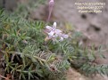 Asperula arcadiensis