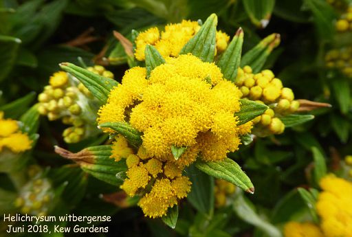 Helichrysum witbergense