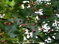 Sorbus alnifolia (fruit)