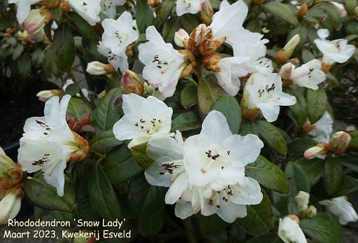 Rhododendron 'Snow Lady'