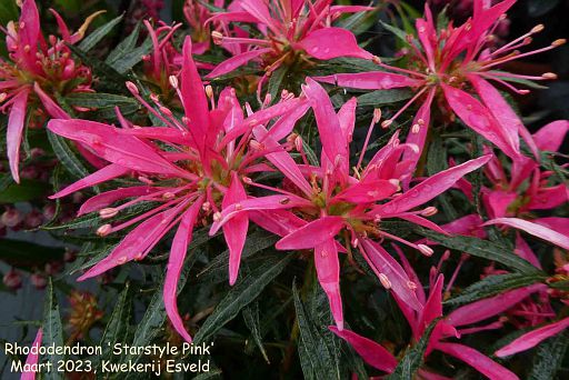 Rhododendron 'Starstyle Pink'