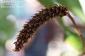 Bulbophyllum careyanum