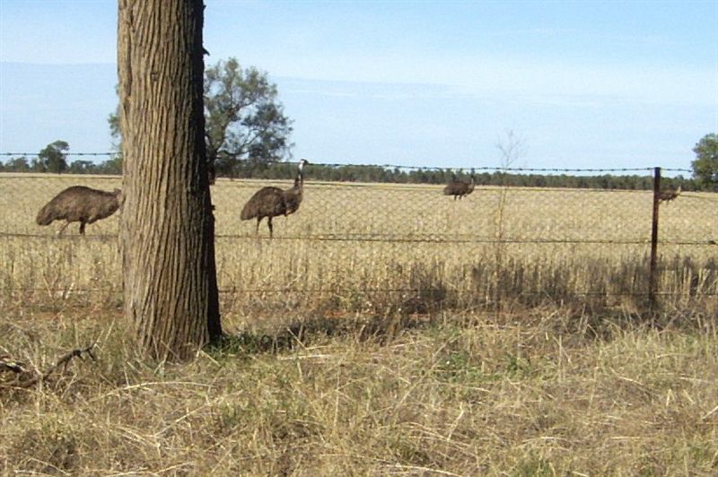 Photo: Nyngan Emu mob running wild | Emus album | ooO(PETER)Ooo | Fotki ...