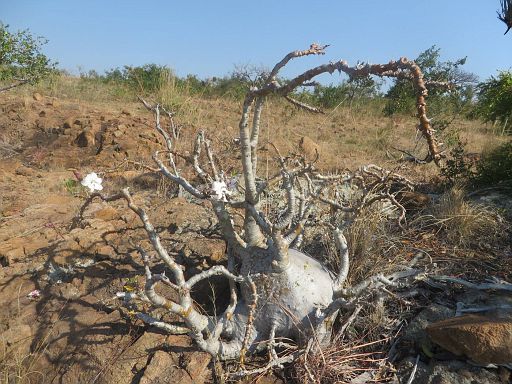 181 pachypodium saundersii from Goba in Maputo province south of Mozambique
