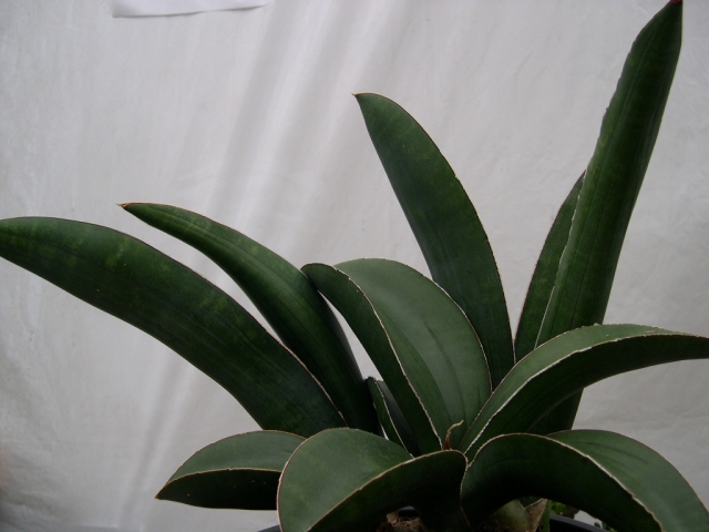 サンスベリア Sansevieria Sinus-simiorum B SANSEVIERIA SINUS-SIMIORUM `ZIMBABWE` - メルカリ