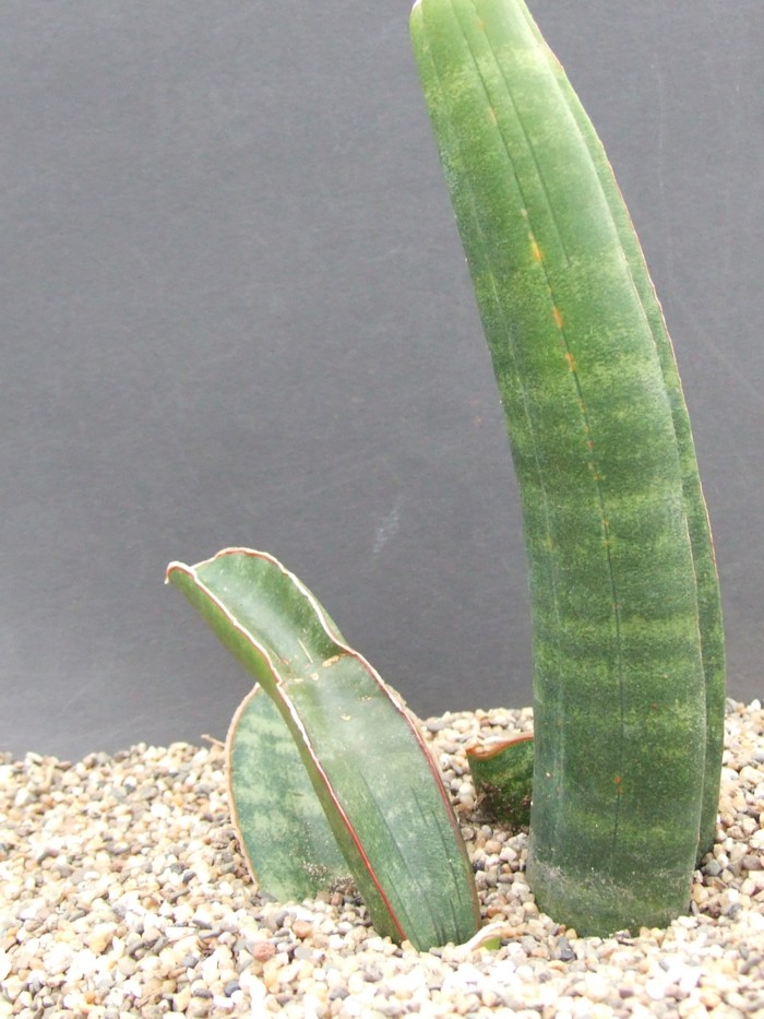 Photo: Sansevieria sinus-simiorum Lake Malawi CG127.1