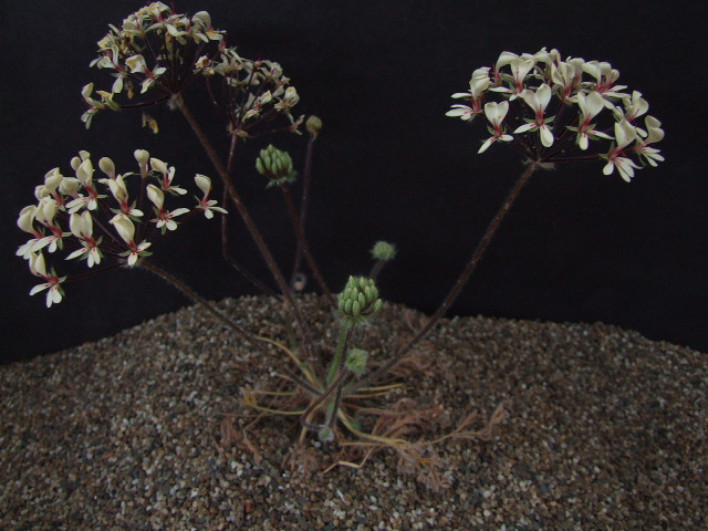 06 Pelargonium caroli-henrici ペラルゴニウム カロリヘンリキ 06 Pelargonium caroli-henrici ペラルゴニウム カロリヘンリキ