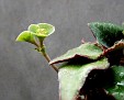 Euphorbia fransoisii