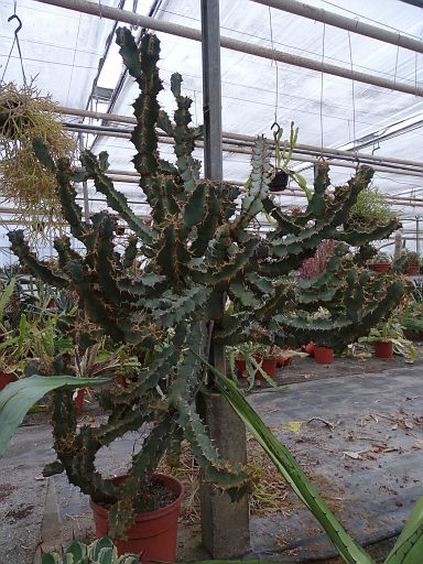 Euphorbia coerulescens bottom