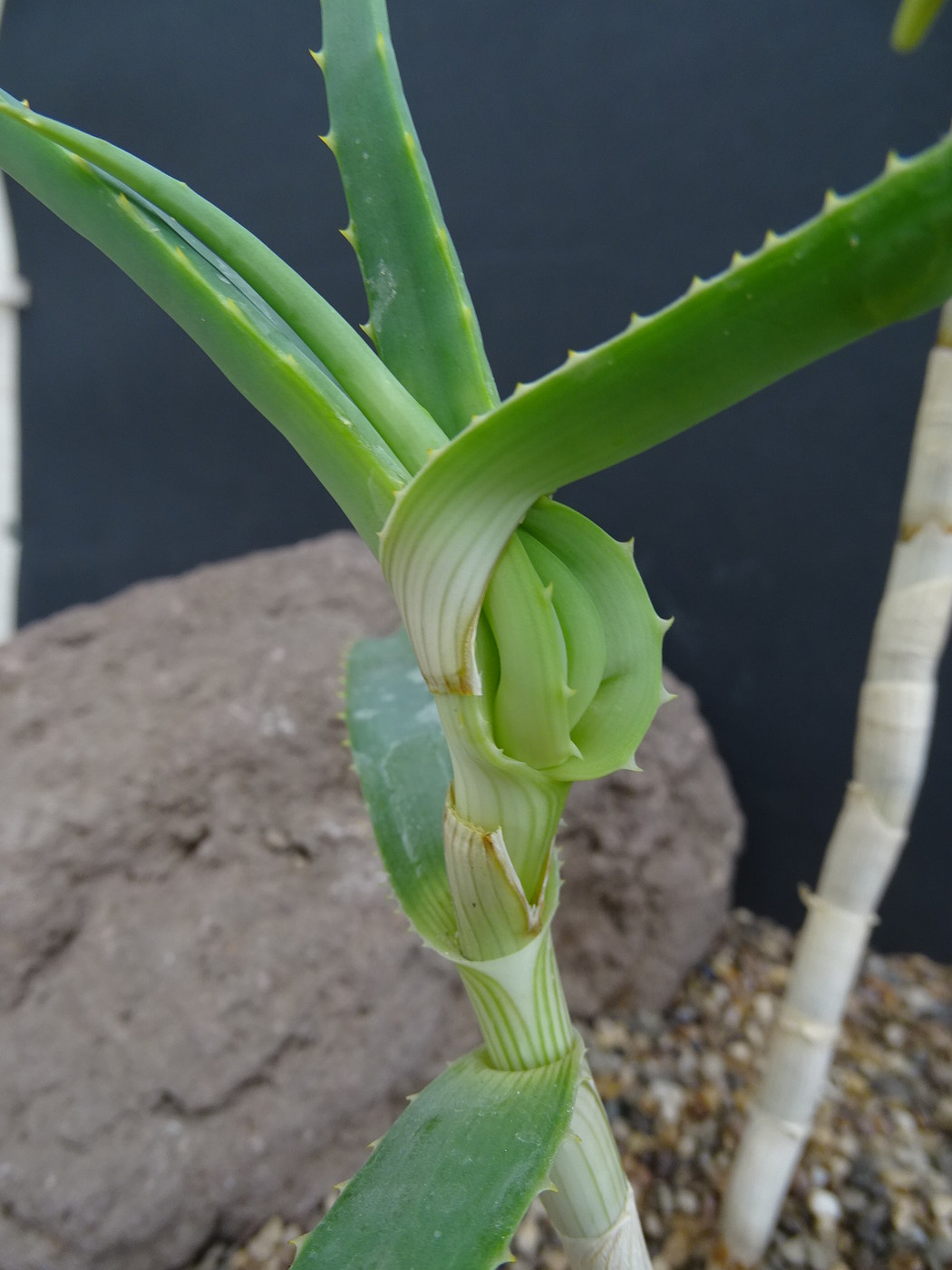Photo: Aloe acutissima v. itampolensis | Aloe collectie+ album | Cok  Grootscholten Succulent World ..