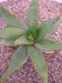 Aloe capitata v. cipolinicola.  Madagascar