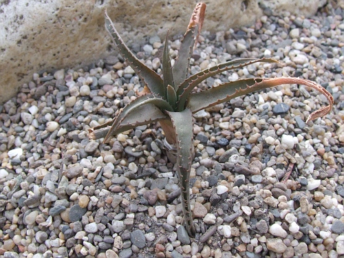 Aloe castilloniae x Aloe albida