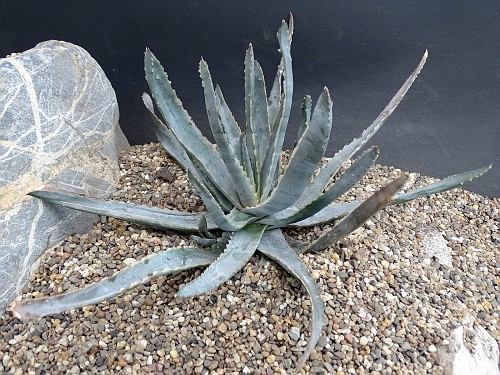 Aloe versicolor