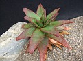 Aloe capitata v. cipolinicola