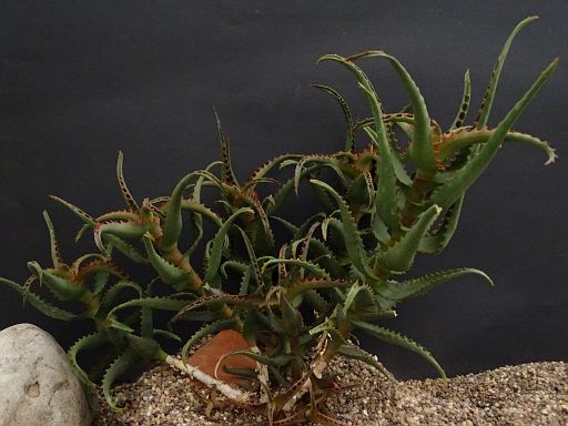 Aloe castilloniae Hybrid