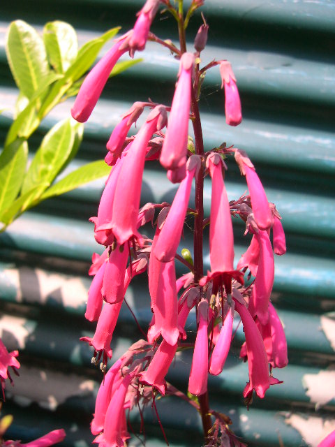 Phygelius aequalis 'Trewidden Pink'