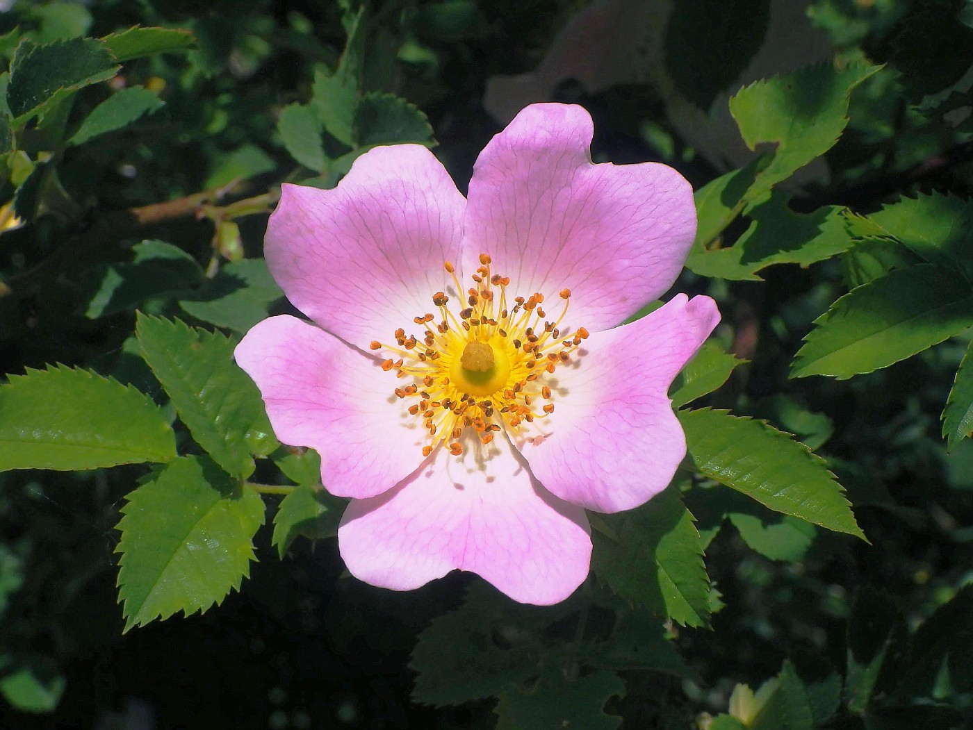 Lippische Rose