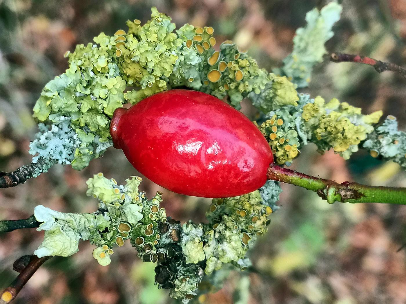 Winterschmuck