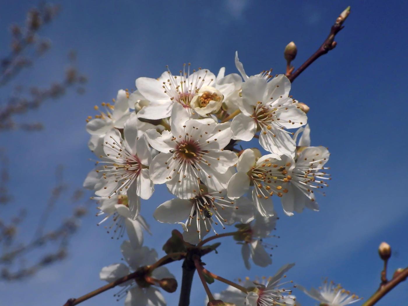 Frühling