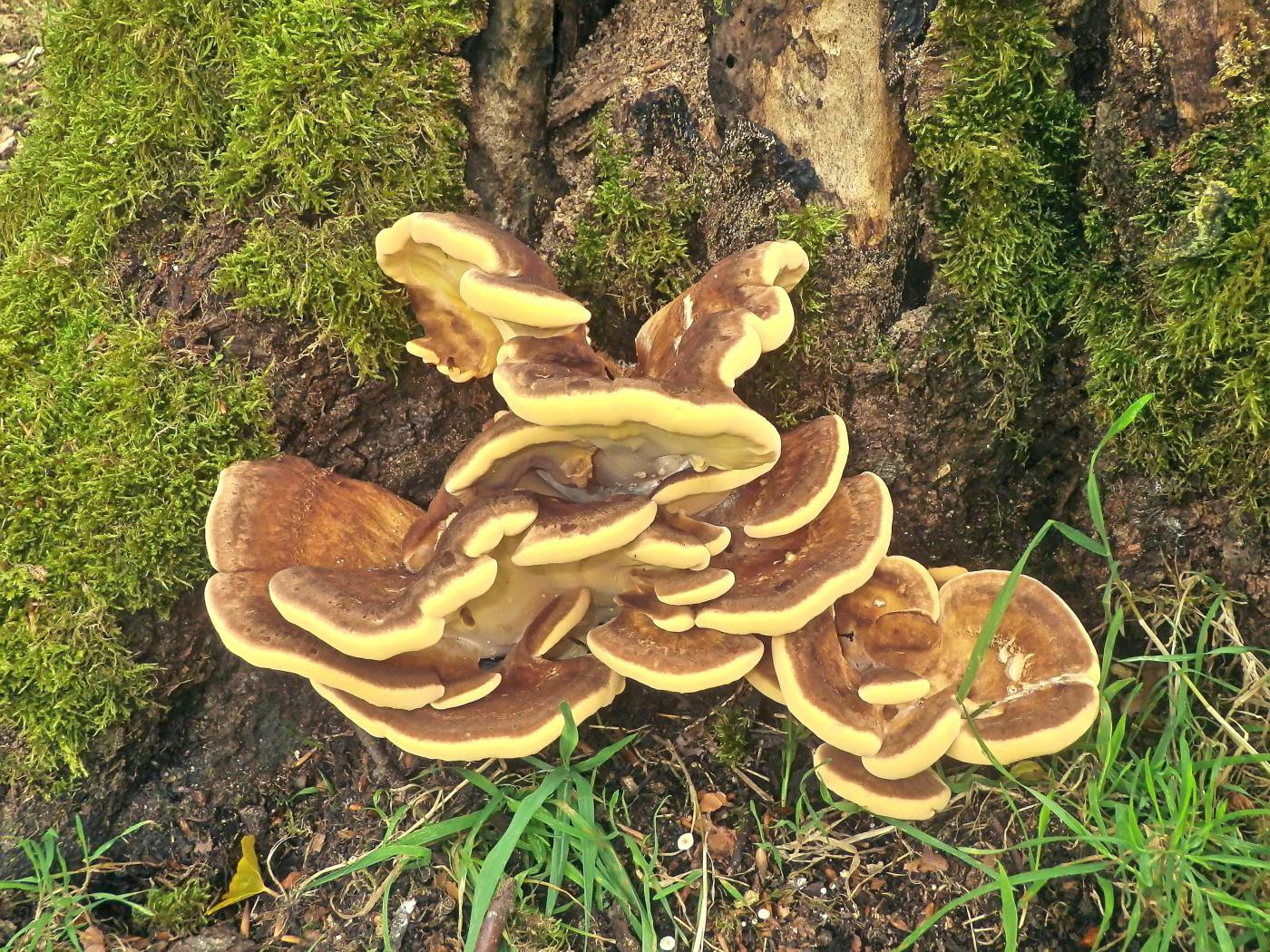 Pfannkuchen
