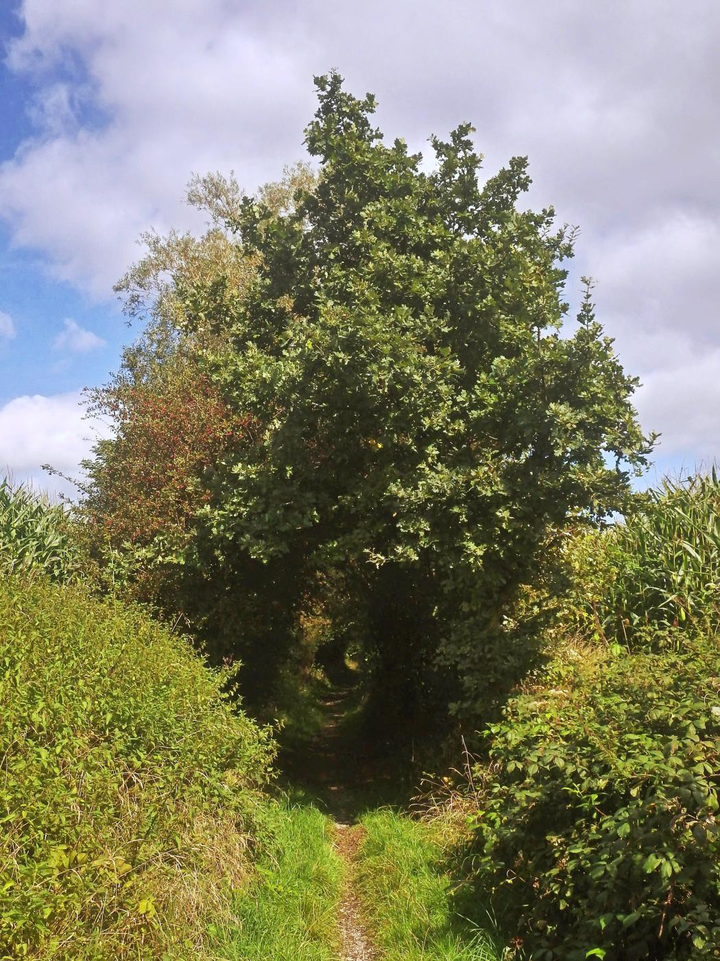 Tunnel