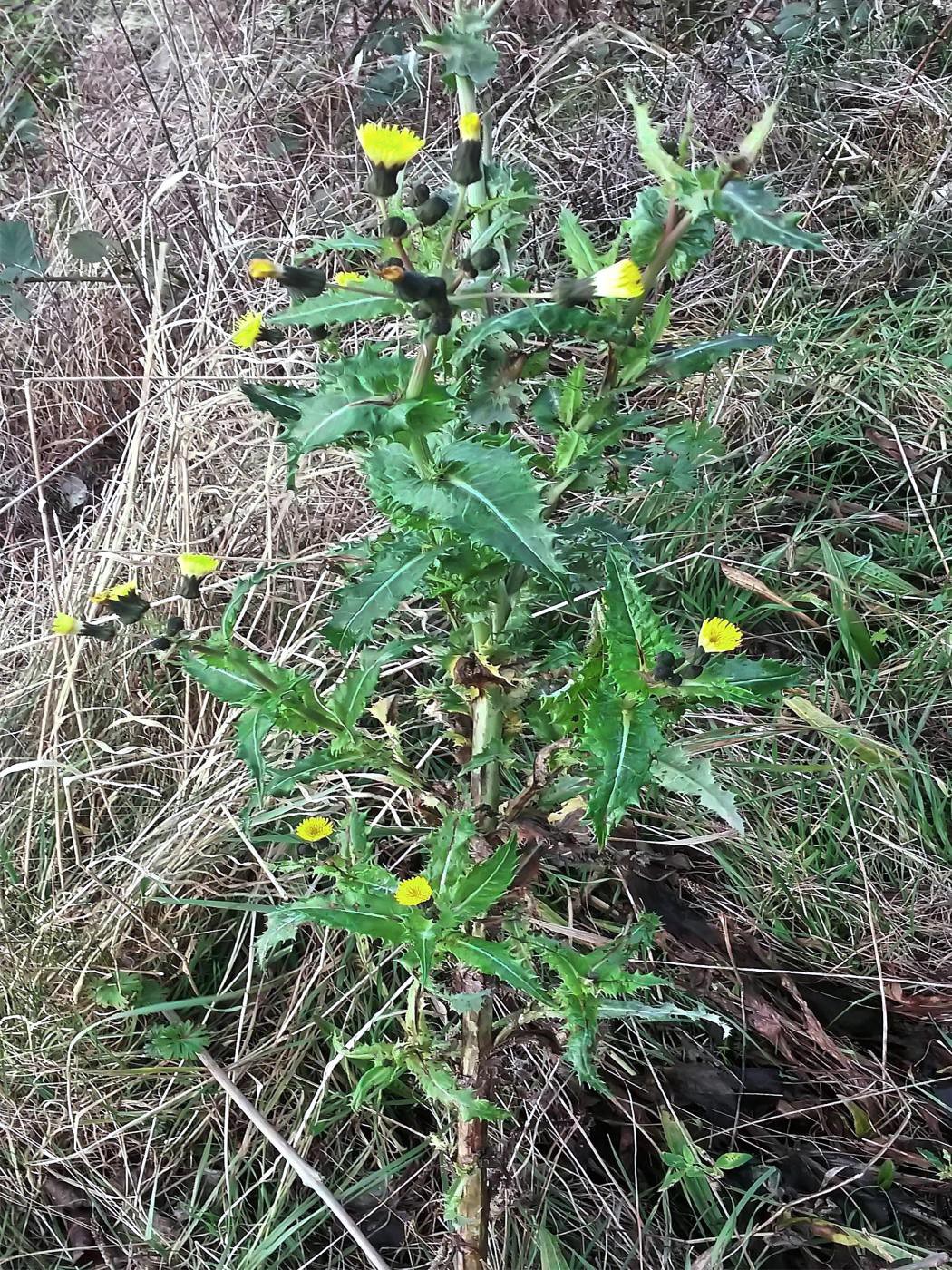 Winterblüte