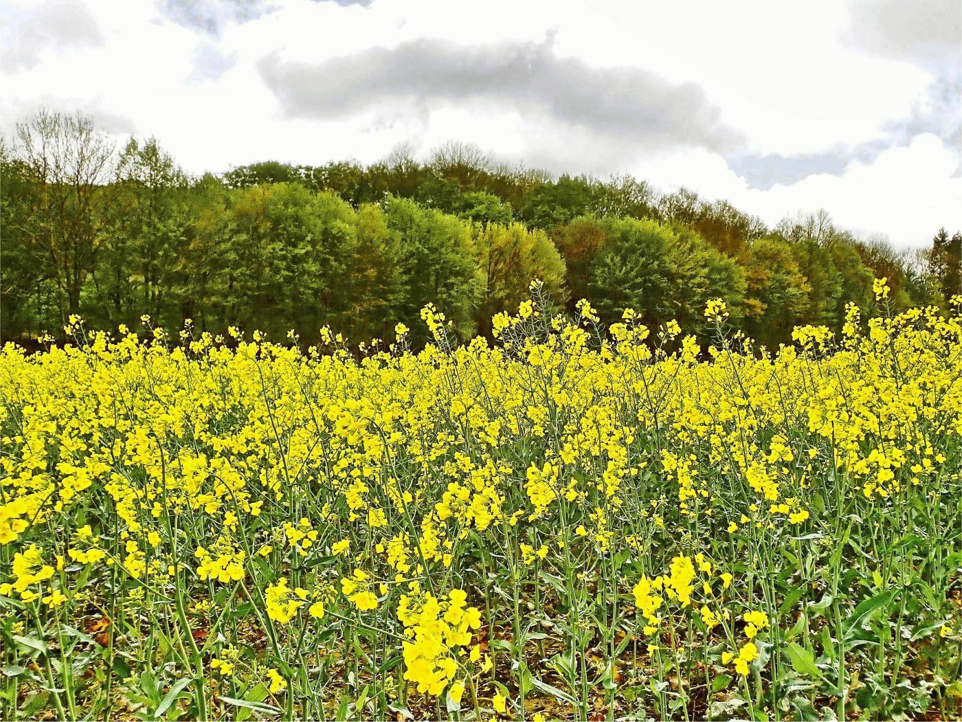 Blühendes Feld