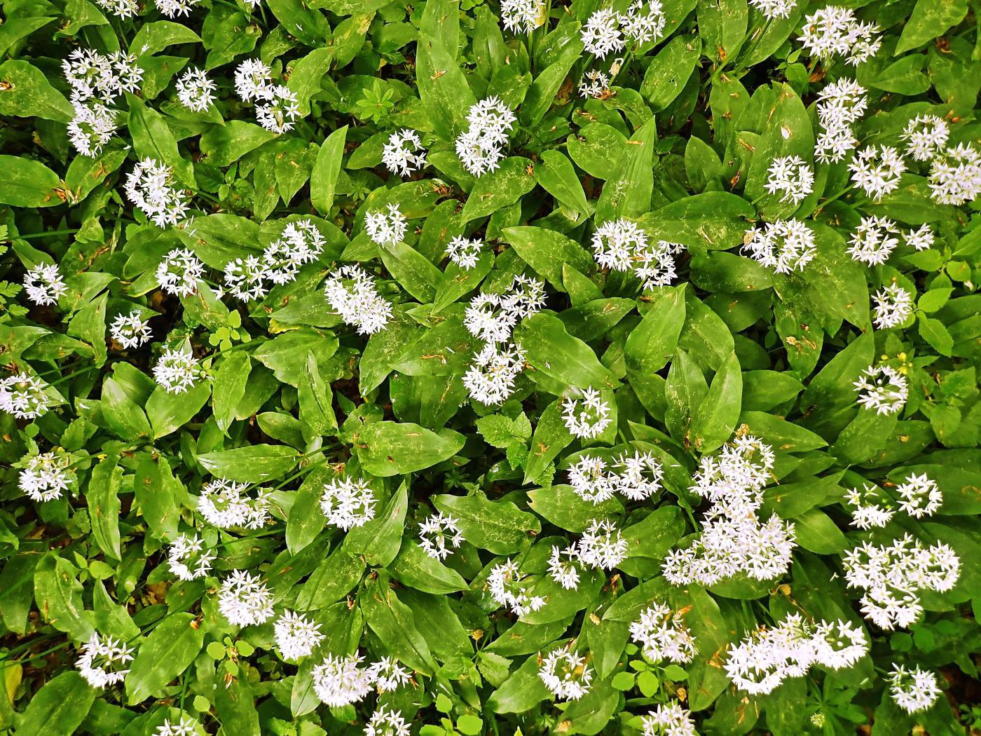 Waldblüten