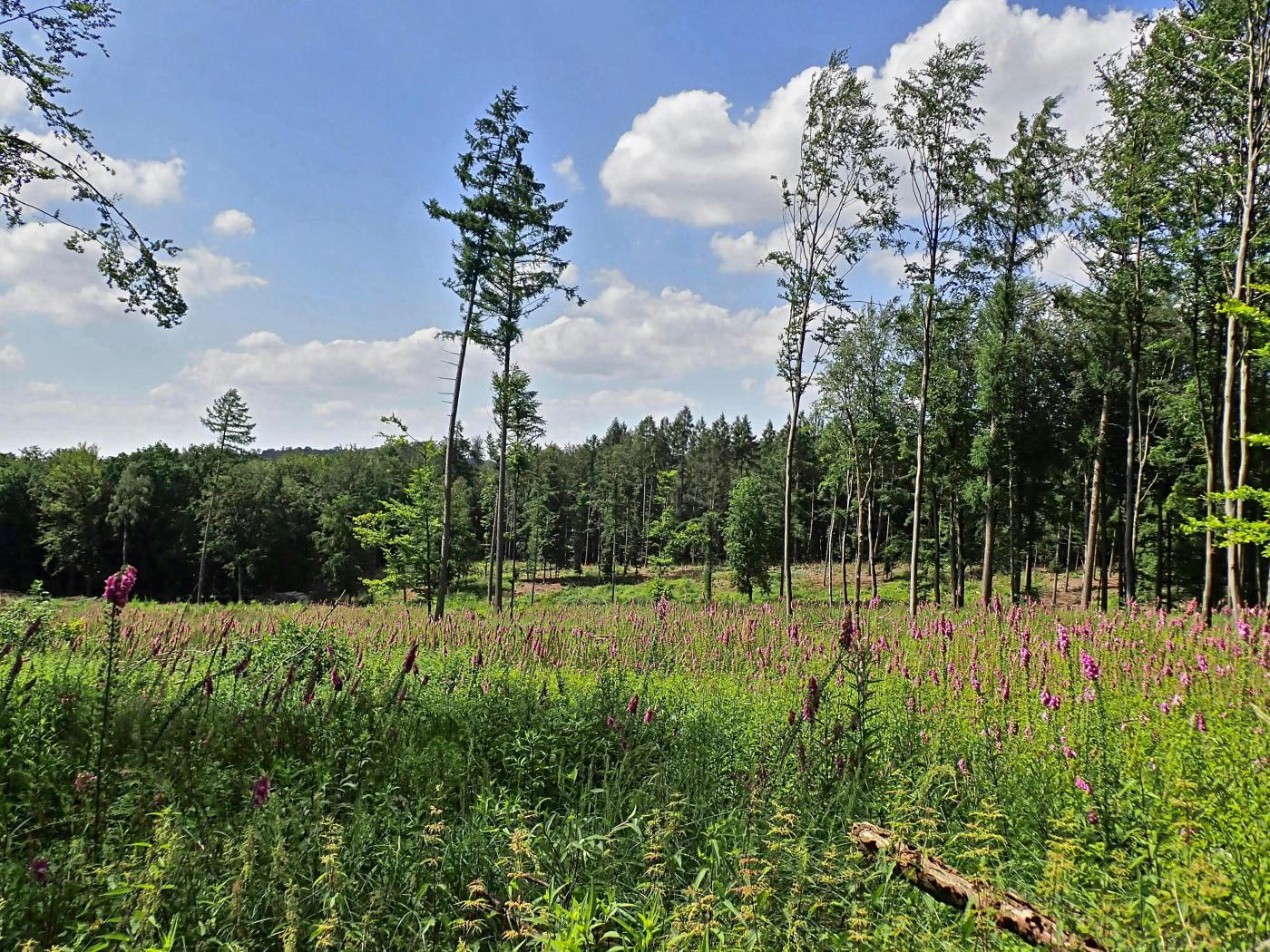 Waldlichtung