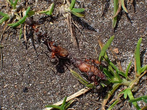 Ameisen mit Beute