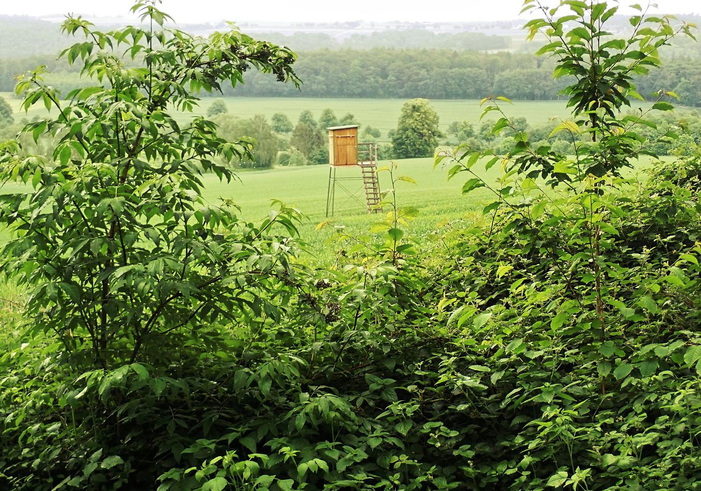 Regen am Bierenberg