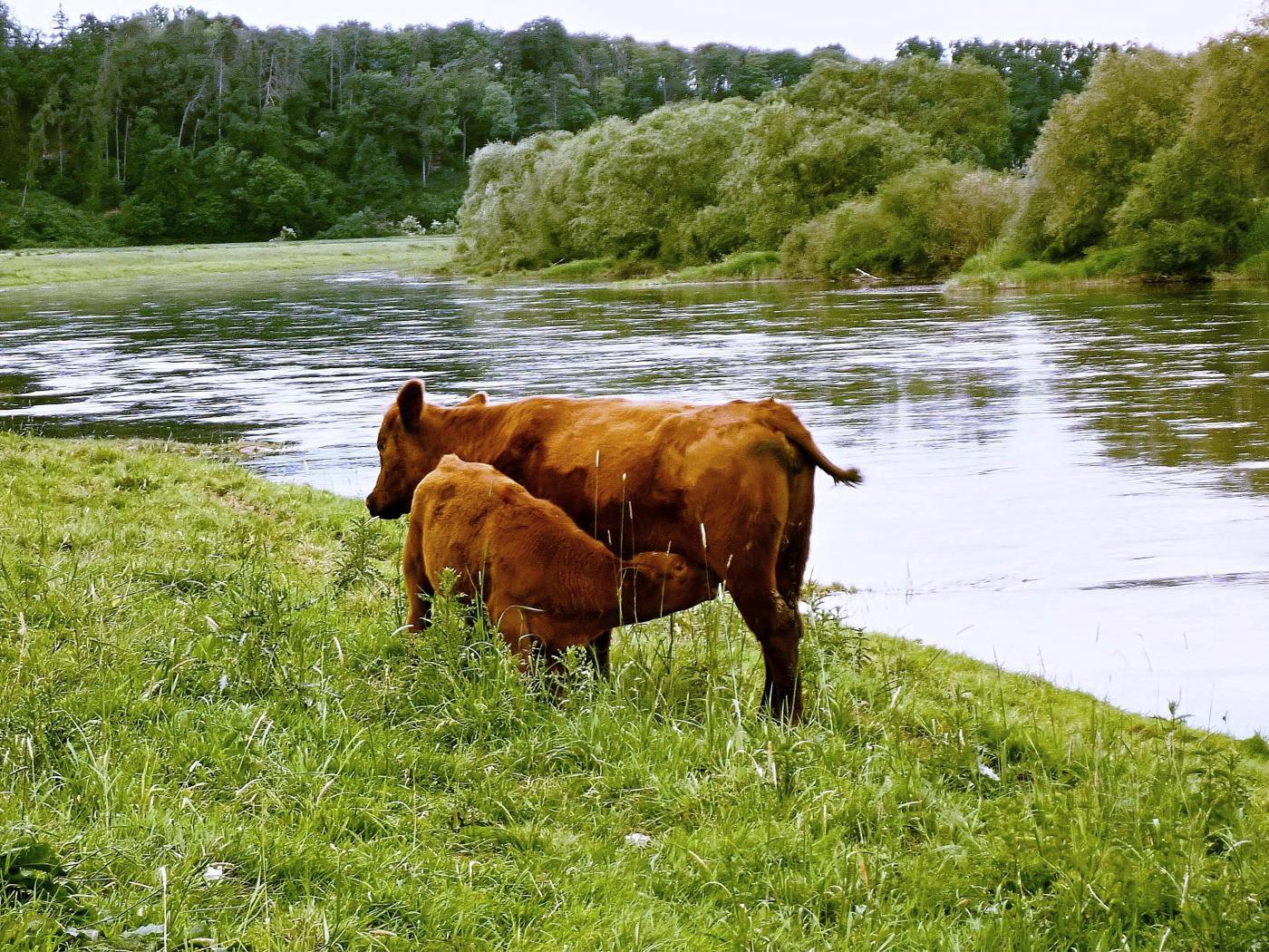 Wehrdener Weserufer