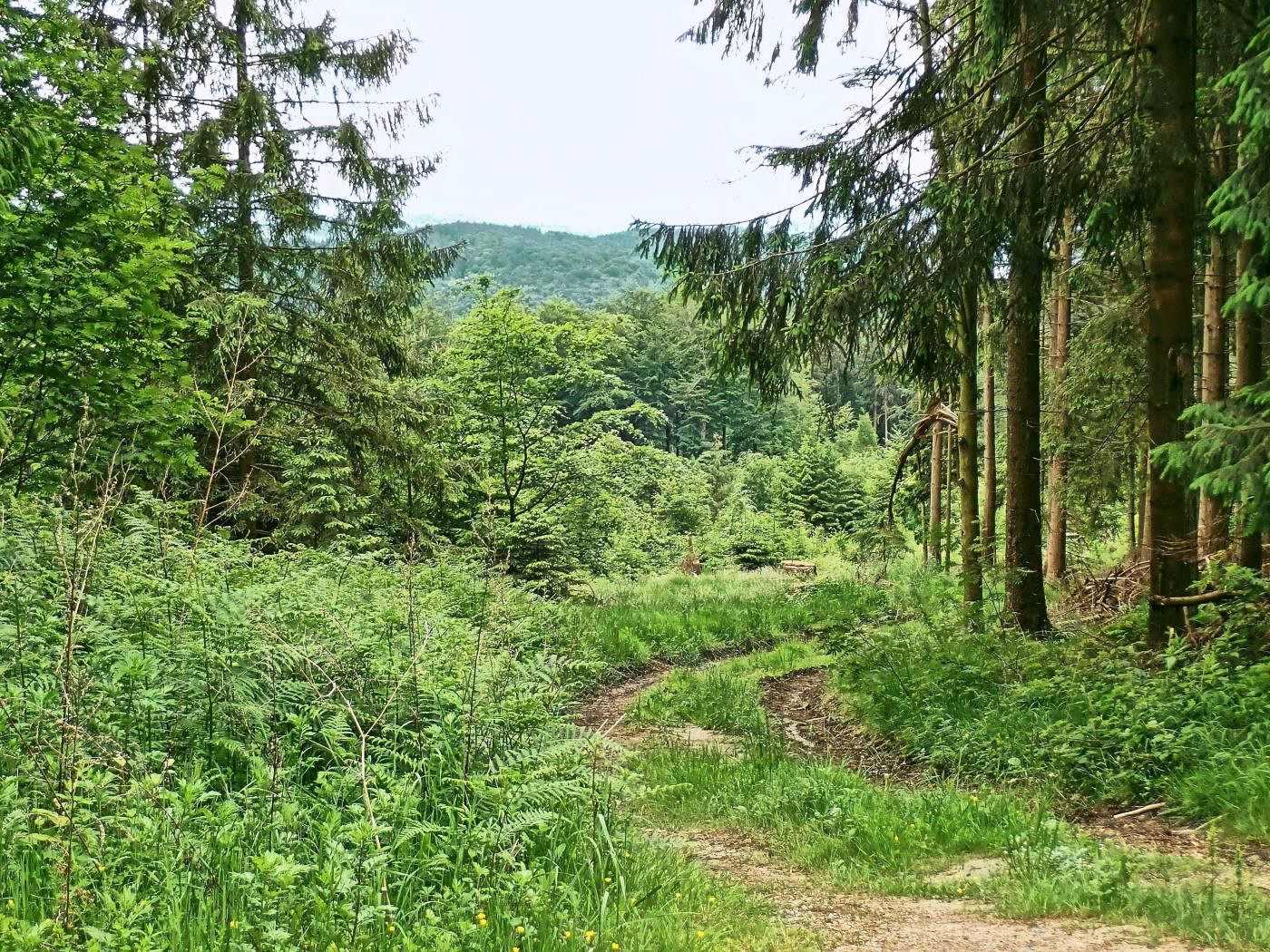 Tanzbergweg