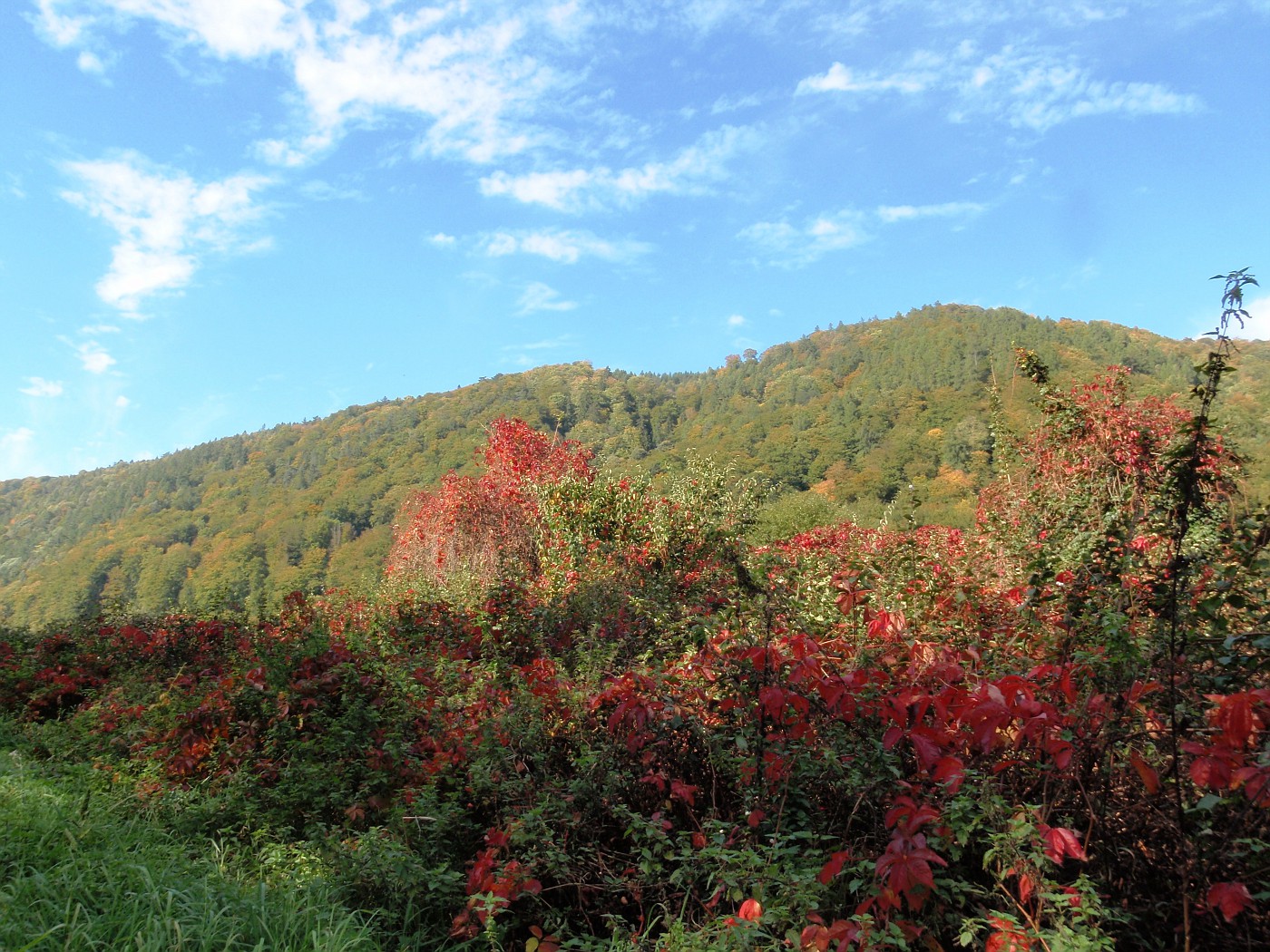 Wilder Wein In Herbstfarbe