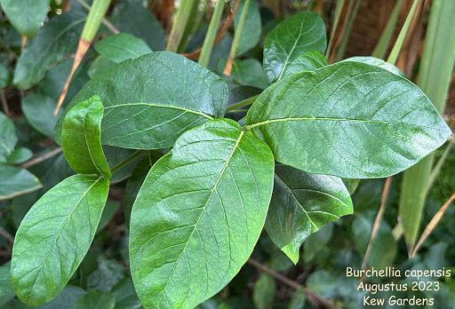 Burchellia capensis