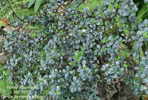 Fernelia buxifolia