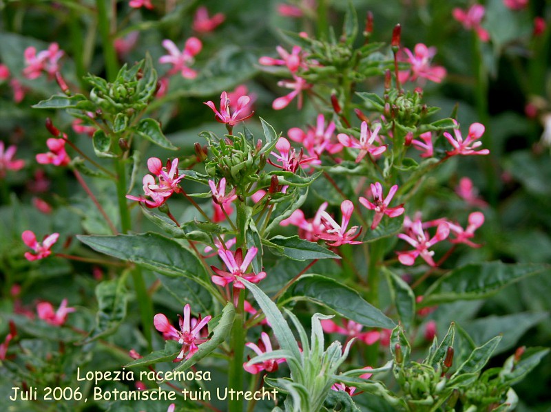 Lopezia racemosa
