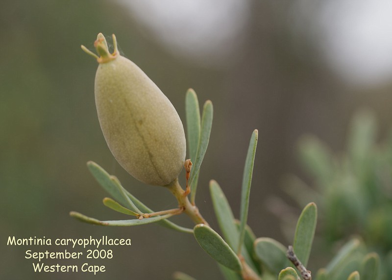 Montinia caryophyllacea (fruit)